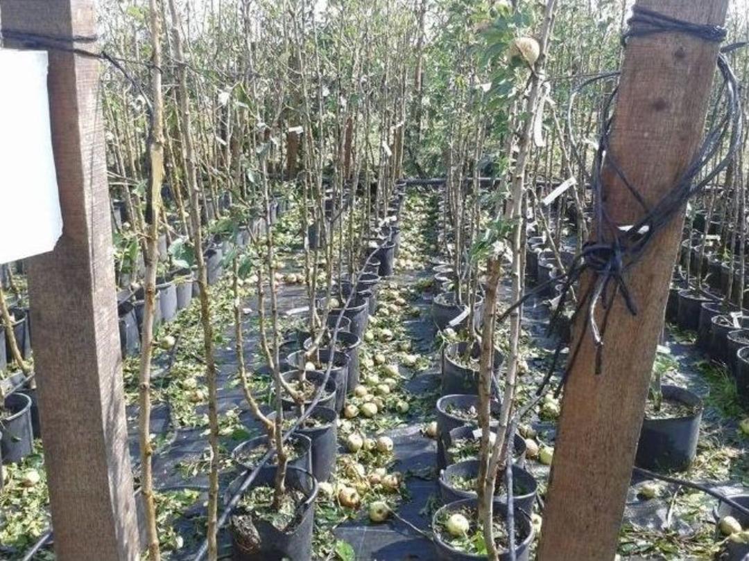 Kaynarca'da Dolu Yağdı