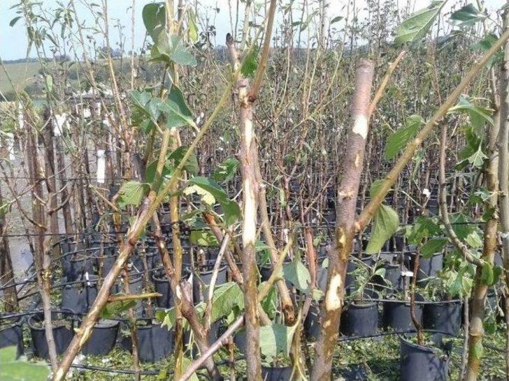 Kaynarca'da Dolu Yağdı G5