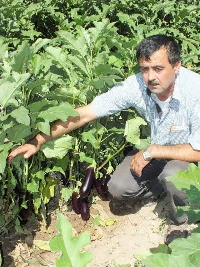 Niksar daki &Ouml;rt&uuml; Altı Yetiştiricilerine Ziyaret 1