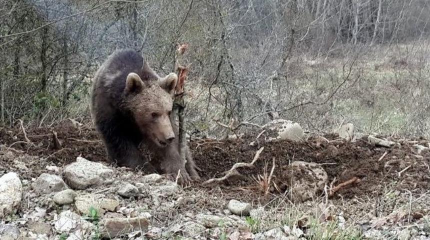 (&ouml;zel) Hayvan Otlatan Kişiyi, Ayı Par&ccedil;aladı