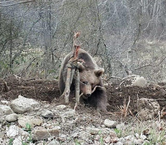 (özel) Hayvan Otlatan Kişiyi, Ayı Parçaladı