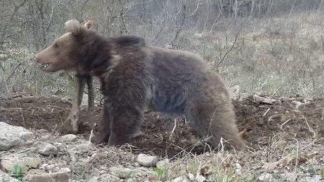 (özel) Hayvan Otlatan Kişiyi, Ayı Parçaladı