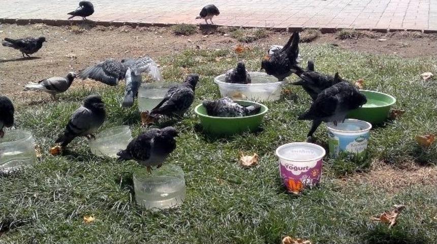 Y&uuml;zlerce Kuş, Telef Olmakta Kurtuldu