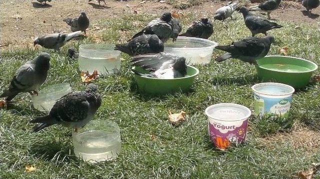 Y&uuml;zlerce Kuş, Telef Olmakta Kurtuldu 1