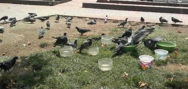 Y&uuml;zlerce Kuş, Telef Olmakta Kurtuldu 2