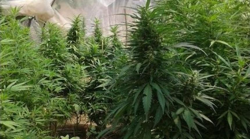 Uyuşturucu İ&ccedil;in Sera Kurdu