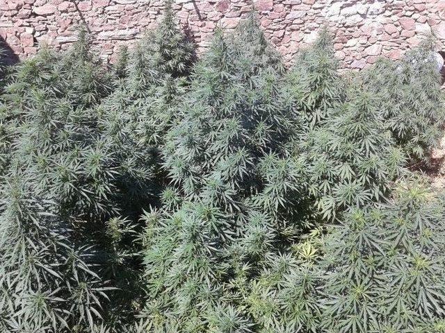 Uyuşturucu İ&ccedil;in Sera Kurdu 1