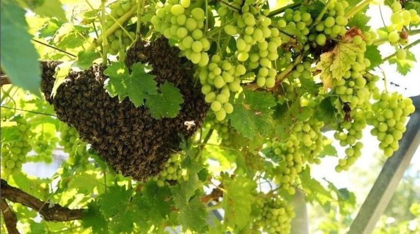 İstanbul&rsquo;un Ortasında Arılar Oğul Verdi