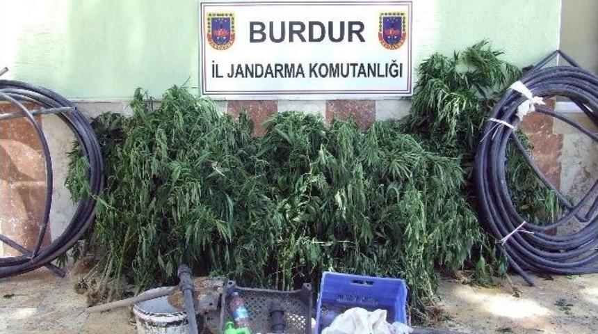 Ormanlık Arazide 507 K&ouml;k Kenevir Ele Ge&ccedil;irildi