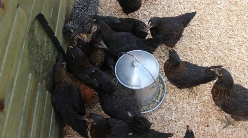 Bu Da Yerli Tavuk 'atak-s'