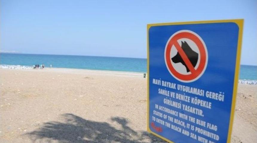 İ&ccedil; &Ccedil;amaşırından Sonra K&ouml;pek De Yasak