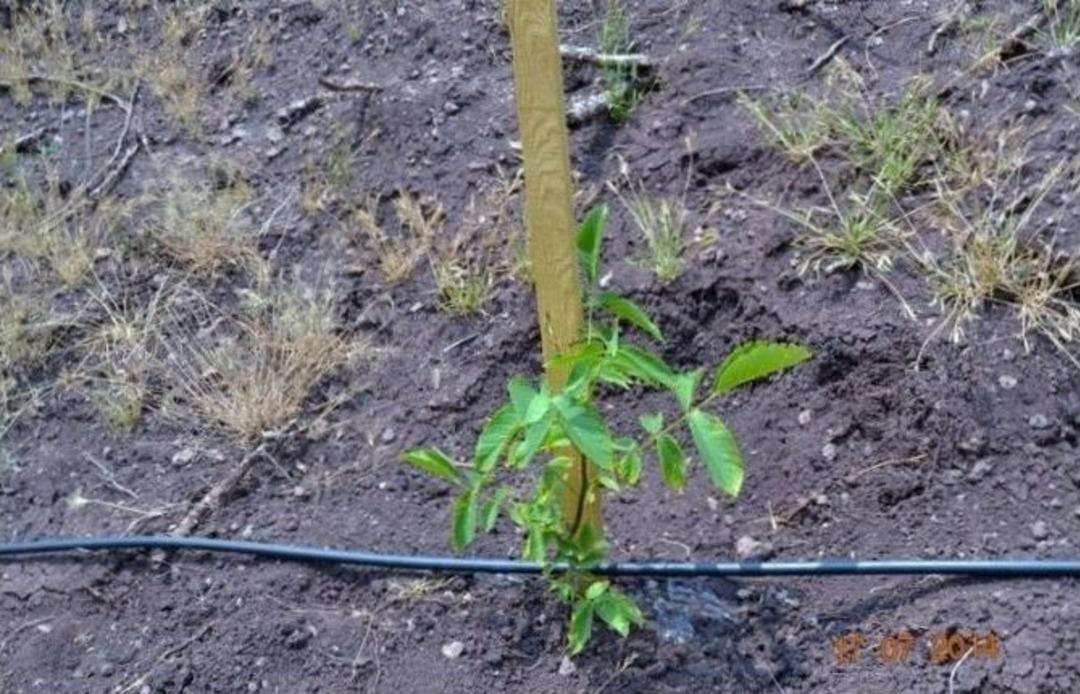 Gediz&rsquo;in G&ouml;yn&uuml;k K&ouml;y&uuml;&rsquo;ne Ceviz Ormanı Kuruldu