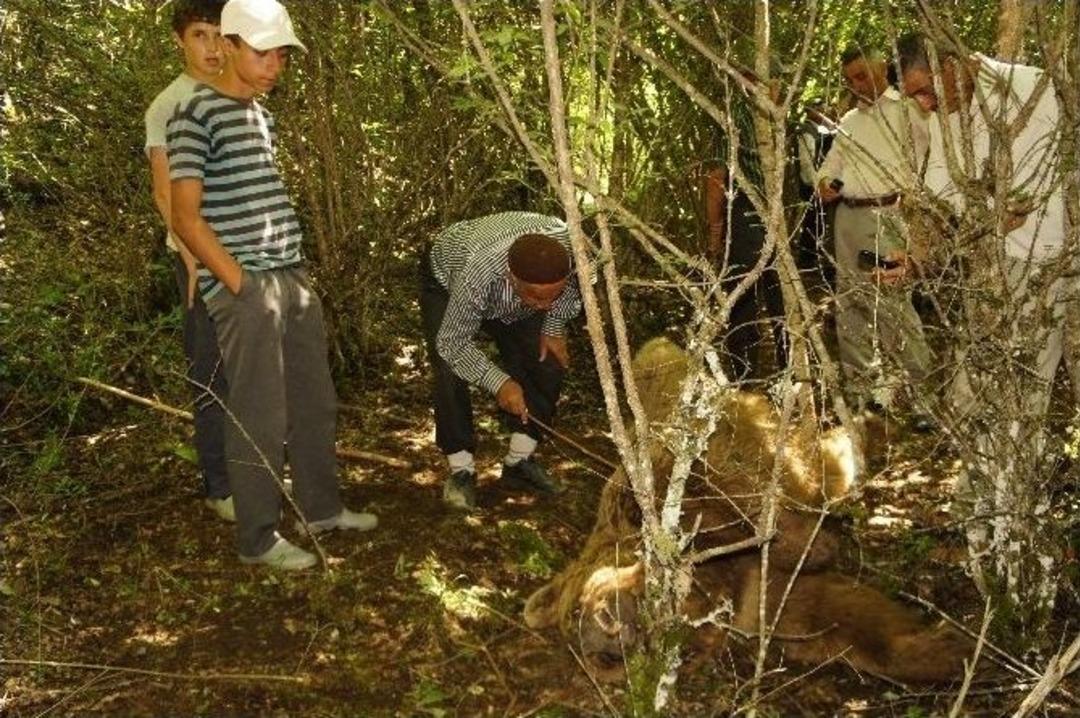 (&ouml;zel Haber) Kendisine Saldıran Ayıyı Bı&ccedil;aklayarak &Ouml;ld&uuml;rd&uuml;