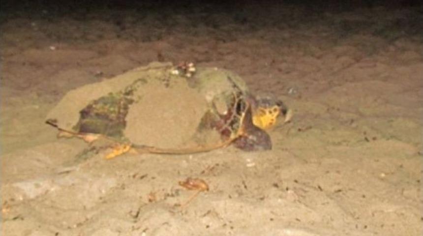 Caretta Carettaların Kuşadası Aşkı