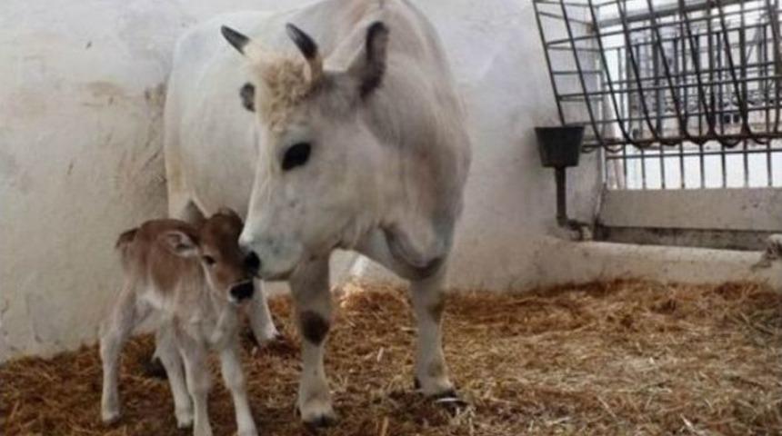 Kolon İnek Nil&uuml;fer İkinci Kez Anne Oldu