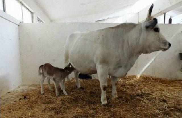 Kolon İnek Nil&uuml;fer İkinci Kez Anne Oldu 1