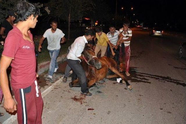 (özel Haber) Arka Bacakları Kırılan Atı Zorla Ayağa Kaldırdılar