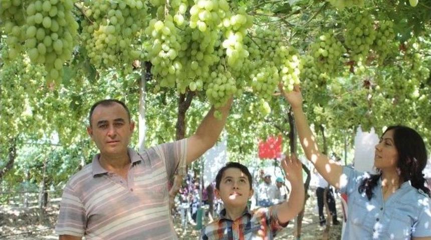 Serada &Uuml;z&uuml;m Yetiştirdi