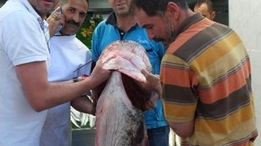 2.5 Metrelik Yayın Balığı Vatandaşın İlgisini &Ccedil;ekti