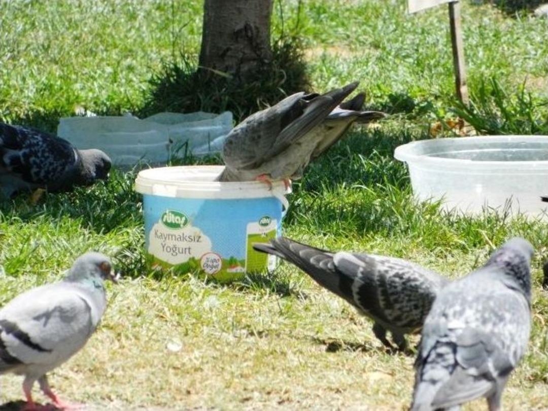 Sıcaklardan Etkilenen Kuşlara Vatandaş Desteği