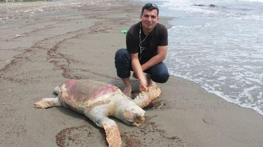 D&ouml;rtyol&rsquo;da Sahilinde &Ouml;l&uuml; Deniz Kaplumbağası Bulundu