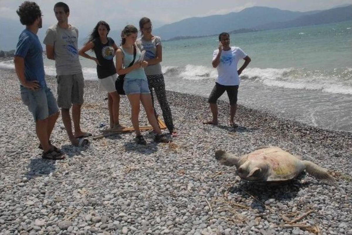 Fethiye'de Sahile &Ouml;l&uuml; Caretta Vurdu