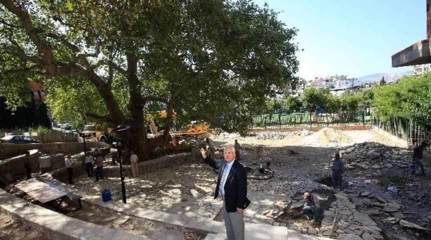 Karabağlar&rsquo;da 600 Yıllık &Ccedil;ınar Koruma Altında