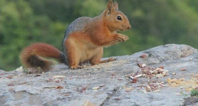 Uludağ Ormanları nda Sincaplarla Dağcının Müthiş Dostluğu...(özel Haber) 1