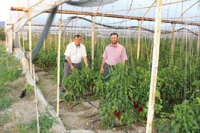 Eğitimli Çiftçi Herkese Örnek Oluyor