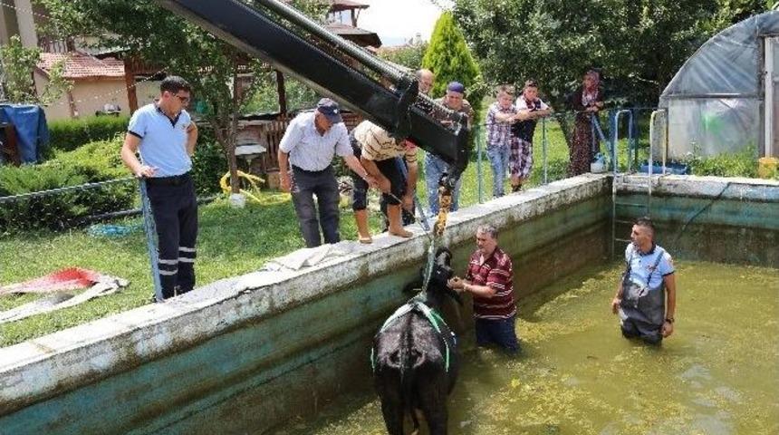 Havuza D&uuml;şen İneği İtfaiye Kurtardı