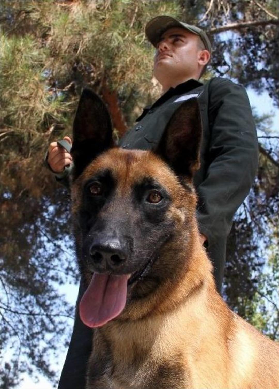 Kahraman K&ouml;peklerin Nefes Kesen G&ouml;sterisi