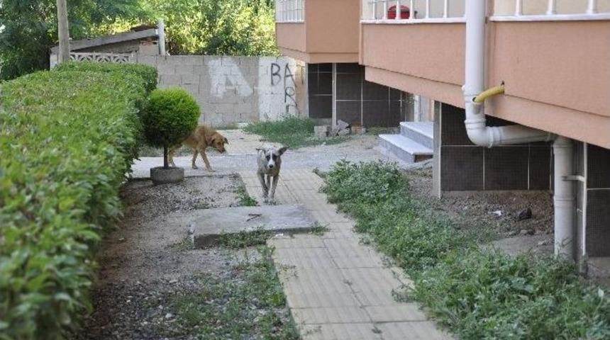 Muratlı&rsquo;da Vatandaş Sokak K&ouml;peklerinden Şikayet&ccedil;i