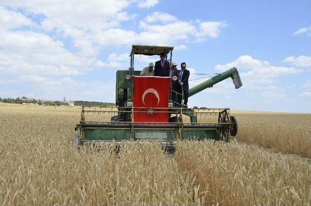 &ldquo;hasat Bayramı&rdquo; Haymana&rsquo;da Ger&ccedil;ekleştirildi 1