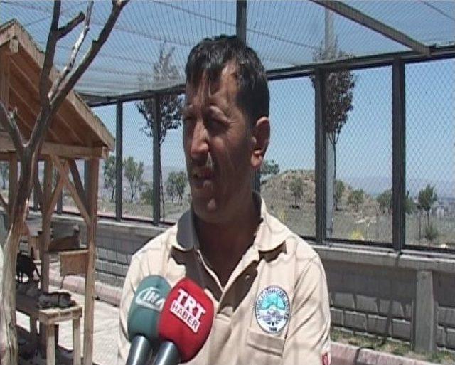 Kedilere "5 Yıldızlı" Bakım 2