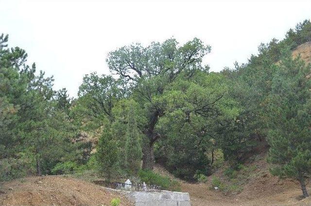 T&uuml;rbedeki &Ccedil;ınar Ağacının Sırrı 2