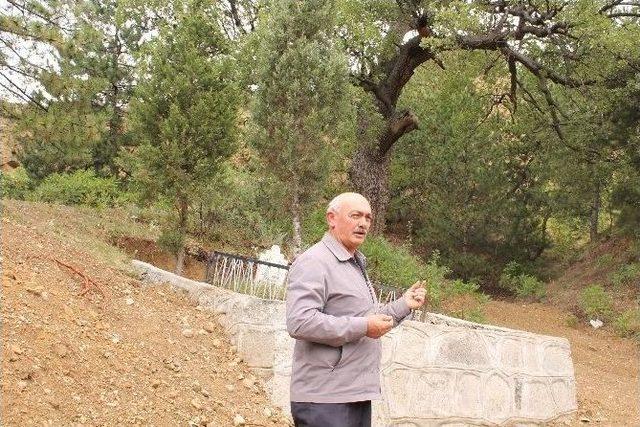 T&uuml;rbedeki &Ccedil;ınar Ağacının Sırrı 3