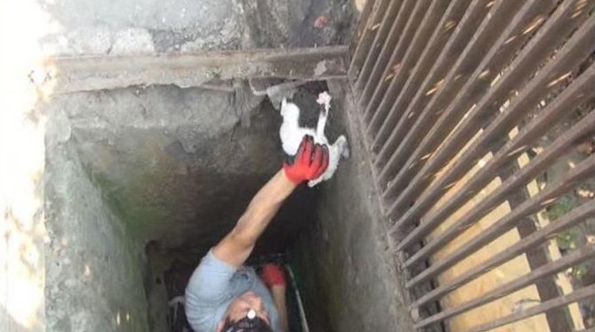 Kanalizasyona D&uuml;şen Yavru Kedi Vidanj&ouml;rle Kurtarıldı