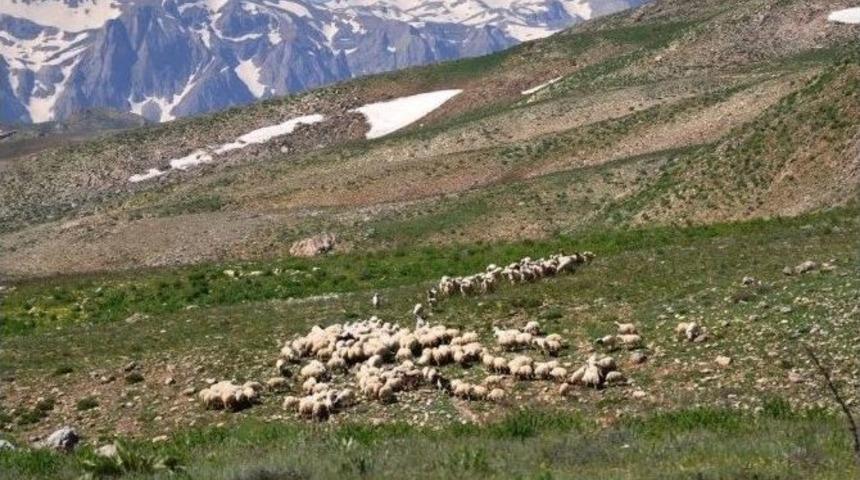 Pkk, Tunceli&rsquo;de 2 Kardeşi Ka&ccedil;ırdı