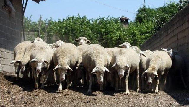 (özel Haber) Süt Destekleme Fiyatları Üreticinin Cebine Girmiyor