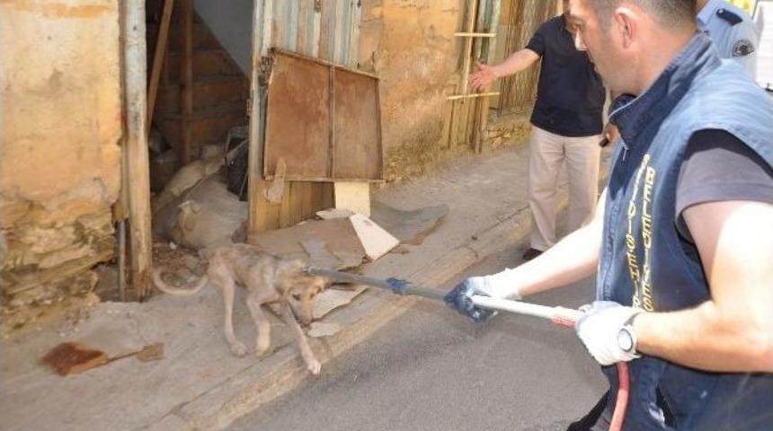 (&ouml;zel Haber) Metruk Evdeki K&ouml;pek Kurtarıldı