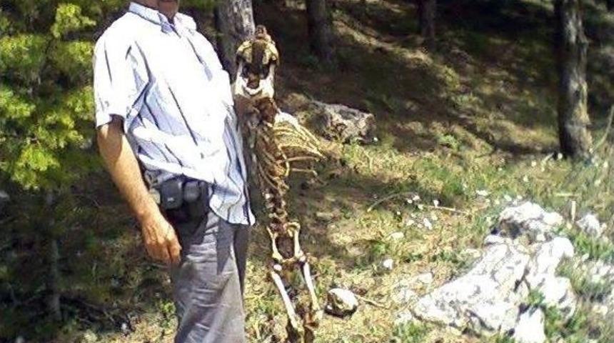 Esrarengiz Hayvan İskeleti Şaşırttı