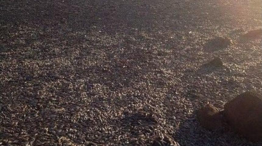 Şanlıurfa&rsquo;daki G&ouml;lette Toplu Balık &Ouml;l&uuml;mleri