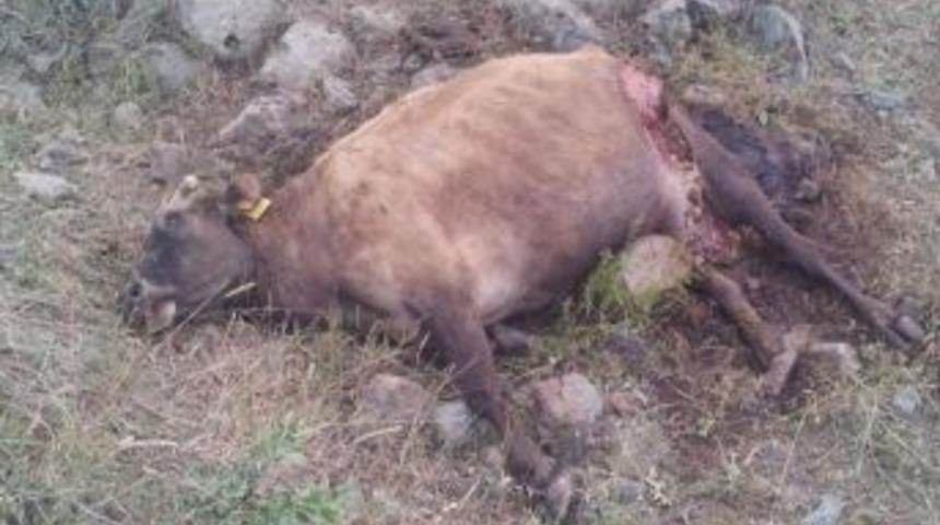 İspir'de Ayı Korkusu