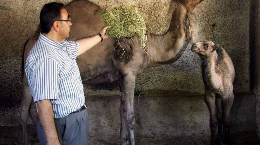 Gaziantep Hayvanat Bah&ccedil;esinde N&uuml;fus Patlaması