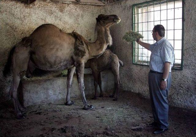 Gaziantep Hayvanat Bahçesinde Nüfus Patlaması