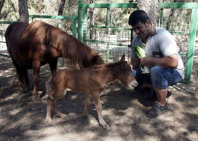 Gaziantep Hayvanat Bahçesinde Nüfus Patlaması