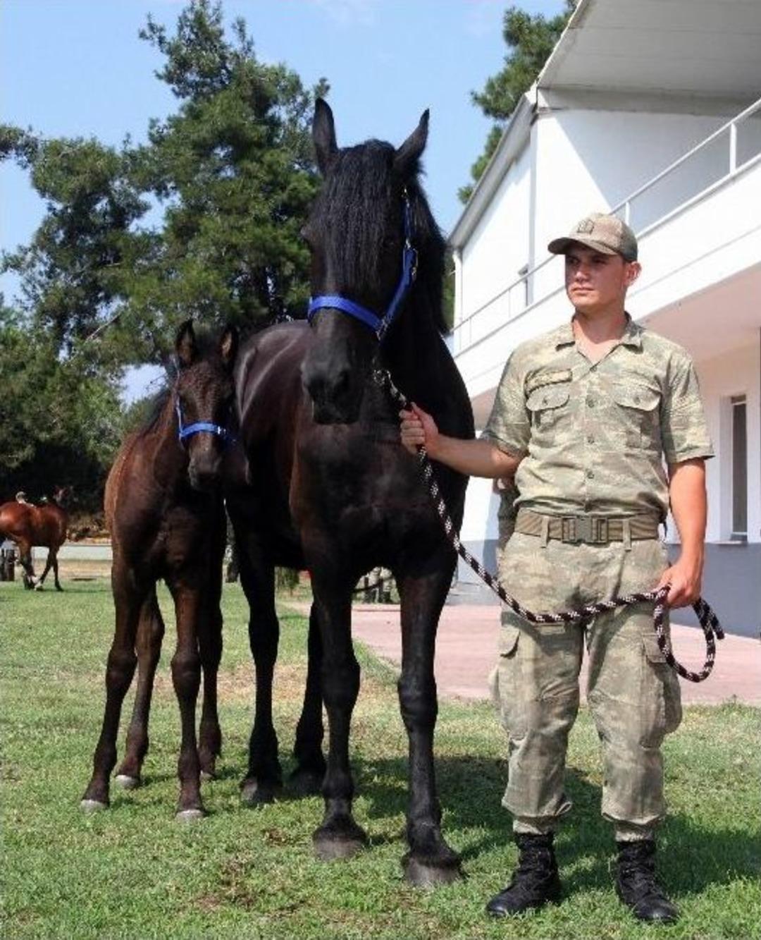 Mehmet&ccedil;iğin G&ouml;z Bebeği Atlar G&ouml;r&uuml;c&uuml;ye &Ccedil;ıktı