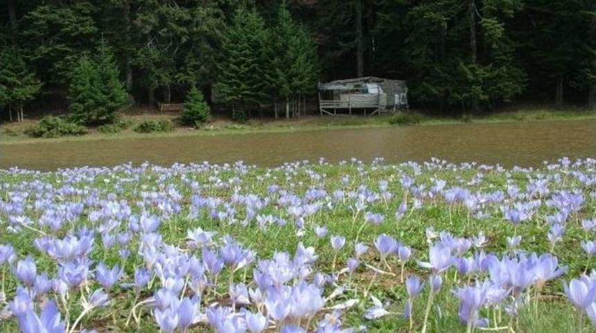 Ordu&rsquo;nun Doğasındaki Sır