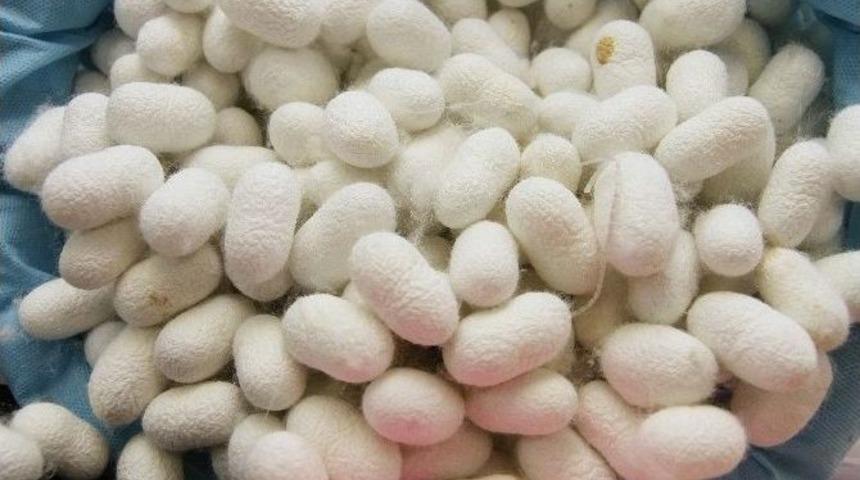 T&uuml;rk İpeğinin &Ouml;yk&uuml;s&uuml; Hindistan'da Anlatılacak