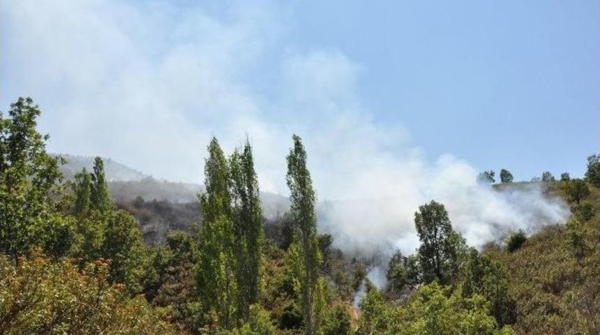 Uşak'ta Orman Yangını